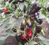 Bell Pepper Chornyy Kon